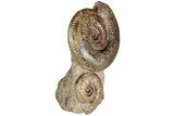 Free-Standing Fossil Ammonite (Hammatoceras) Pair - France #227337-4